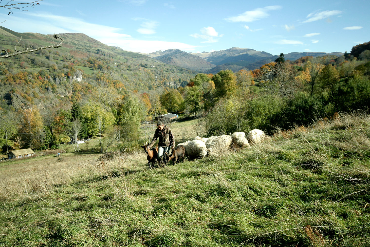 C'est quoi le compagnonnage animal?